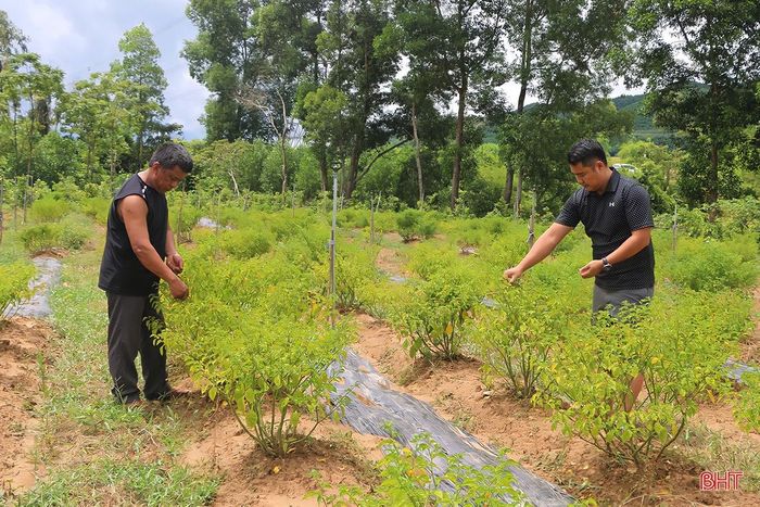 Anh nông dân Hà Tĩnh liều mình trồng loại ớt tròn tí xíu, vàng rực, vị cay lạ, nào ngờ thu tiền triệu mỗi cây - Ảnh 1.