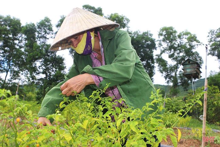 Anh nông dân Hà Tĩnh liều mình trồng loại ớt tròn tí xíu, vàng rực, vị cay lạ, nào ngờ thu tiền triệu mỗi cây - Ảnh 6.