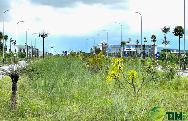 Quảng Ngãi: Công trình đường 76 tỷ mang vạ vì hạng mục cây xanh dặt dẹo  - Ảnh 3.