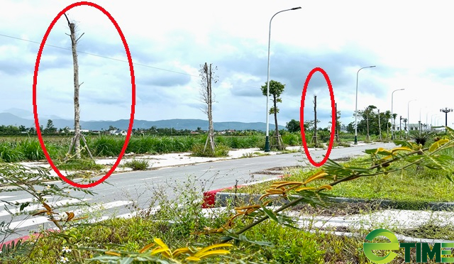 Quảng Ngãi: Công trình đường 76 tỷ mang vạ vì hạng mục cây xanh dặt dẹo  - Ảnh 1.