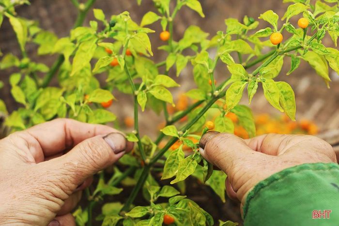 Anh nông dân Hà Tĩnh liều mình trồng loại ớt tròn tí xíu, vàng rực, vị cay lạ, nào ngờ thu tiền triệu mỗi cây - Ảnh 7.