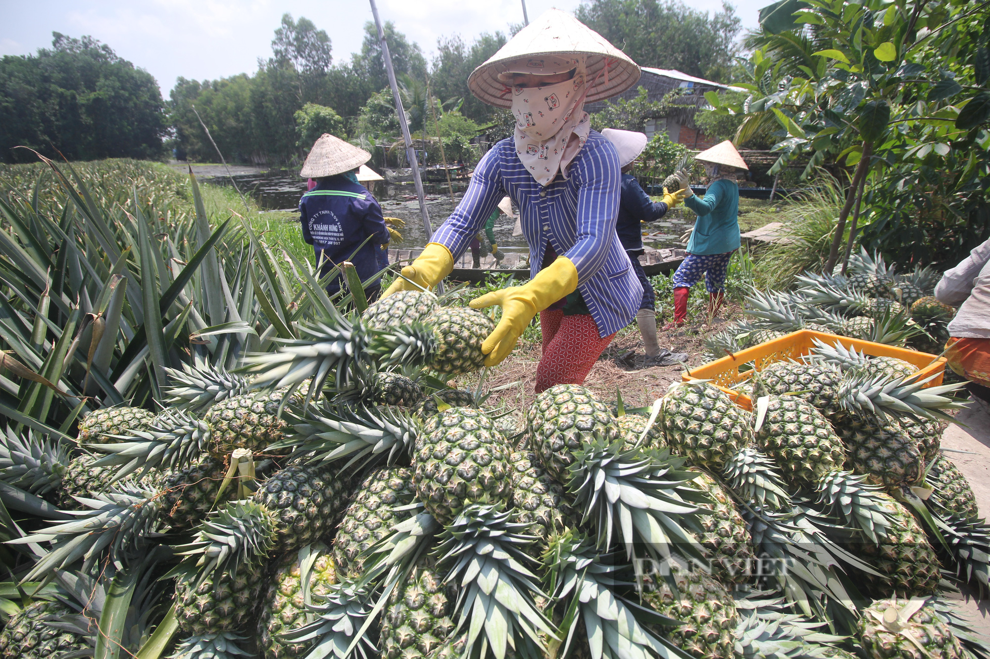 Hậu Giang kêu gọi đầu tư 22 dự án nông nghiệp trên 5.000 tỷ đồng - Ảnh 2.