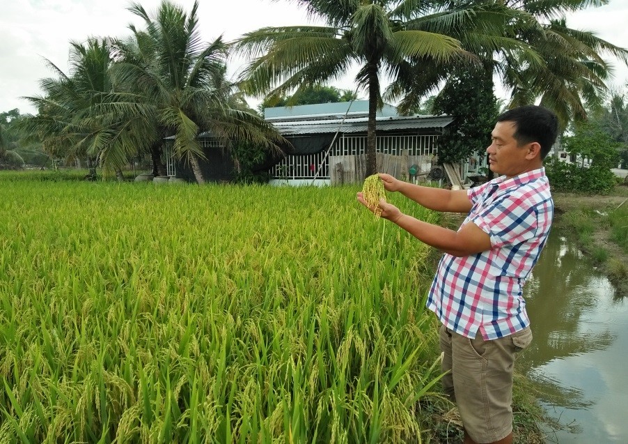 Bạc Liêu: &quot;Cách mạng&quot; giảm lượng lúa giống nhờ máy sạ lúa theo khóm, lúa lên đẹp như tranh - Ảnh 2.