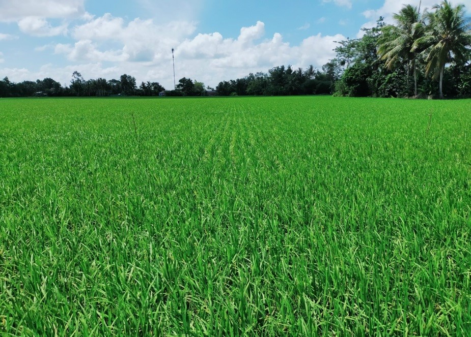 Bạc Liêu: &quot;Cách mạng&quot; giảm lượng lúa giống nhờ máy sạ lúa theo khóm, lúa lên đẹp như tranh - Ảnh 1.