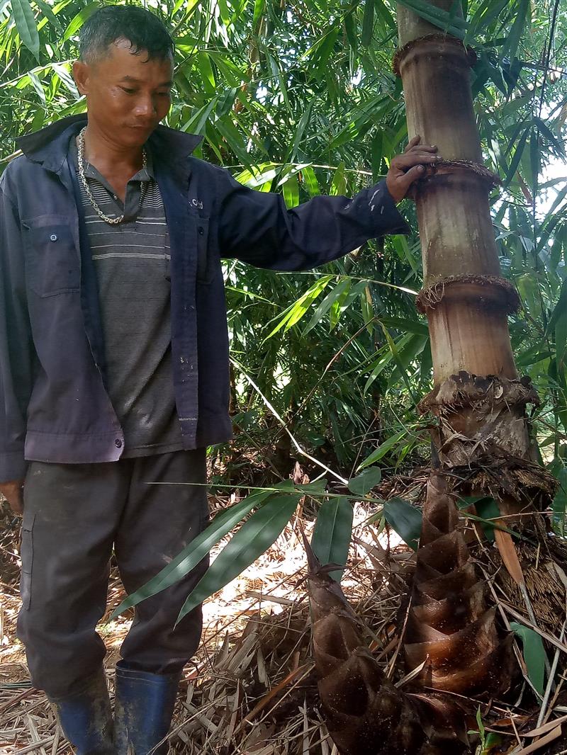 Trồng tre Mạnh Tông mênh mông, mọc mầm tăng to đẹp, anh Đỗ Thanh Hải Lâm ở Đồng khá giả - Ảnh 2.