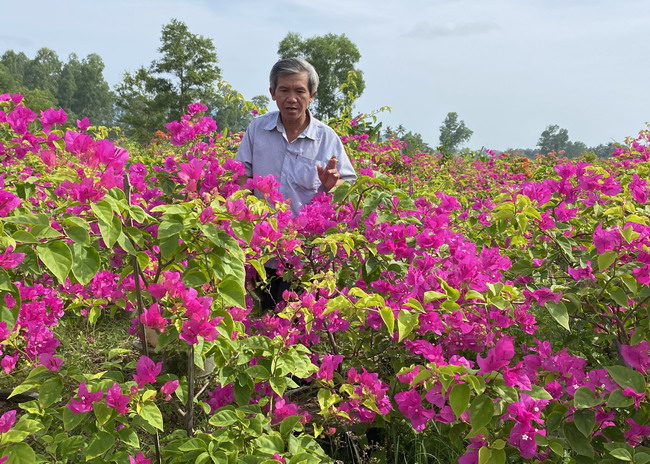 Hé lộ bí quyết trồng hoa giấy trong chậu vạn người mê của ông nông dân Bình Định, vườn hoa giấy đẹp như phim - Ảnh 1.