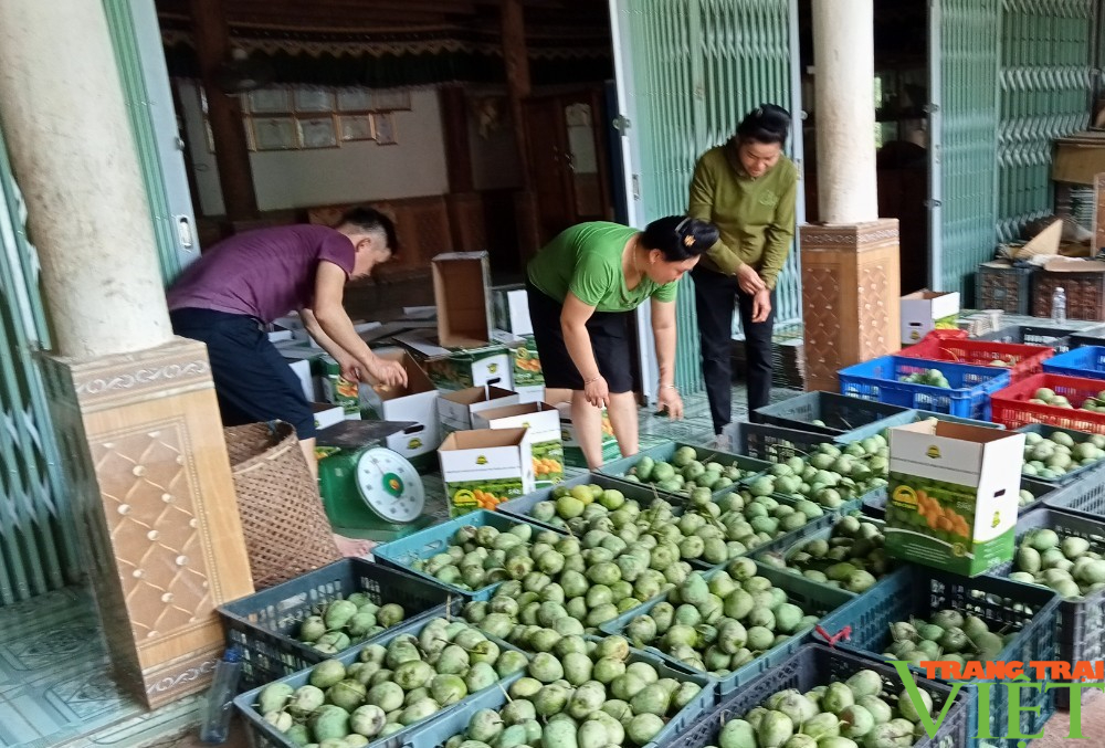 Nâng cao thương hiệu sản phẩm xoài ở vùng cao Sơn La - Ảnh 3.