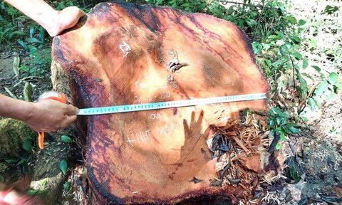 Gia Lai: Bắt giữ đối tượng truy nã trong vụ cưa hạ gỗ hương tại vườn quốc gia - Ảnh 2.