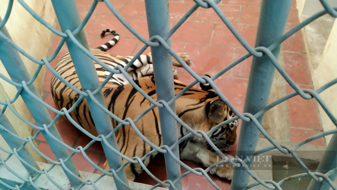 Hình ảnh bất ngờ về 8 cá thể hổ sau 3 tháng đưa về Vườn thú Hà Nội chăm sóc, nuôi dưỡng - Ảnh 2.