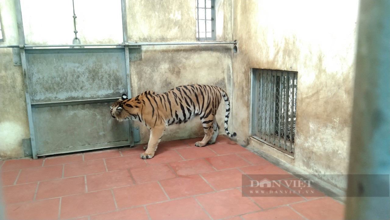 Hình ảnh bất ngờ về 8 cá thể hổ sau 3 tháng đưa về Vườn thú Hà Nội chăm sóc, nuôi dưỡng - Ảnh 4.