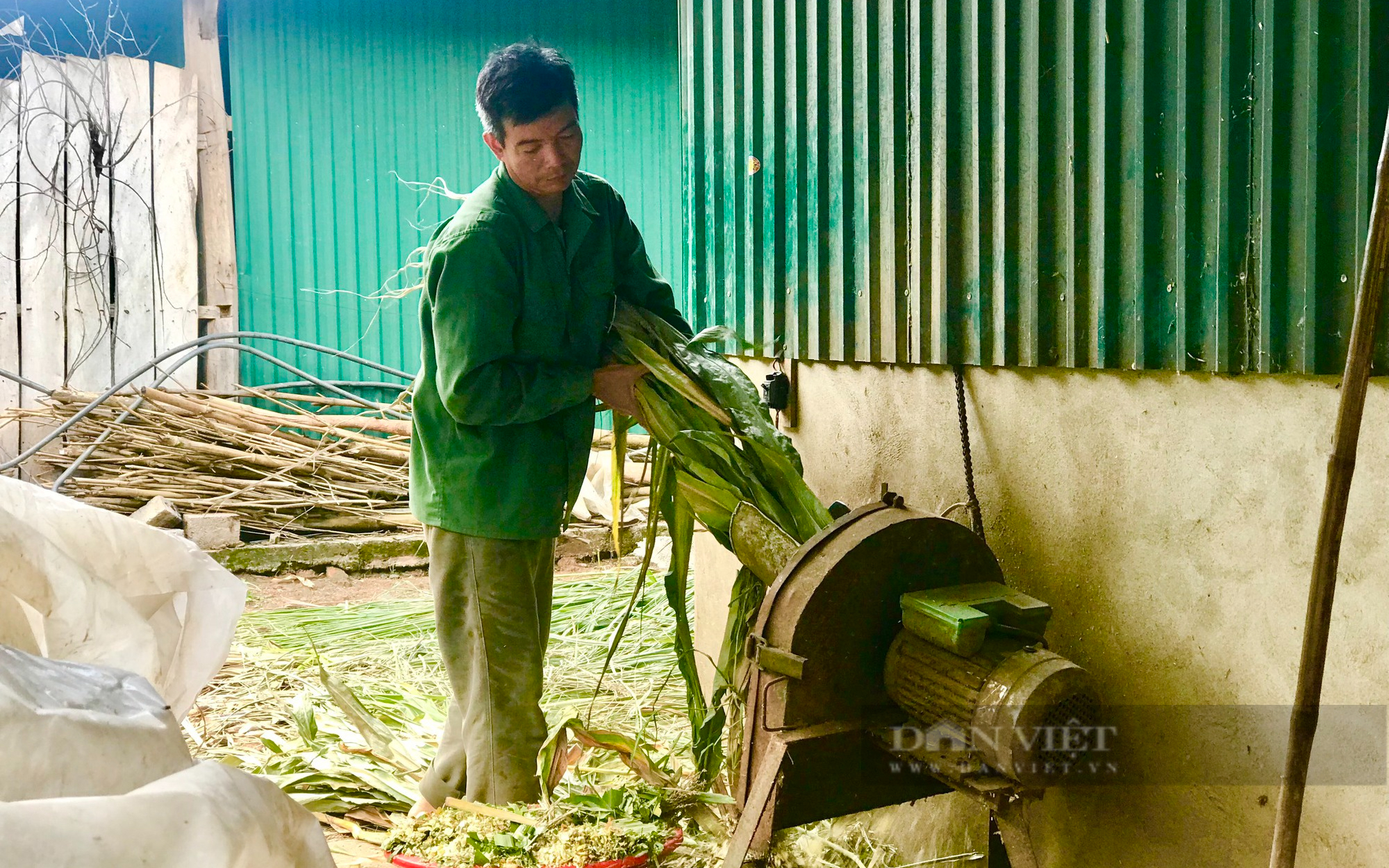 Mua trâu, bò gầy về nuôi thành béo, lão nông vùng cao thu lời 300 triệu/năm - Ảnh 7.