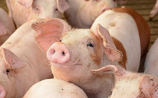 Giá lợn hơi lập đỉnh mới, có thể chạm mốc 75.000 đồng/kg - Ảnh 1.