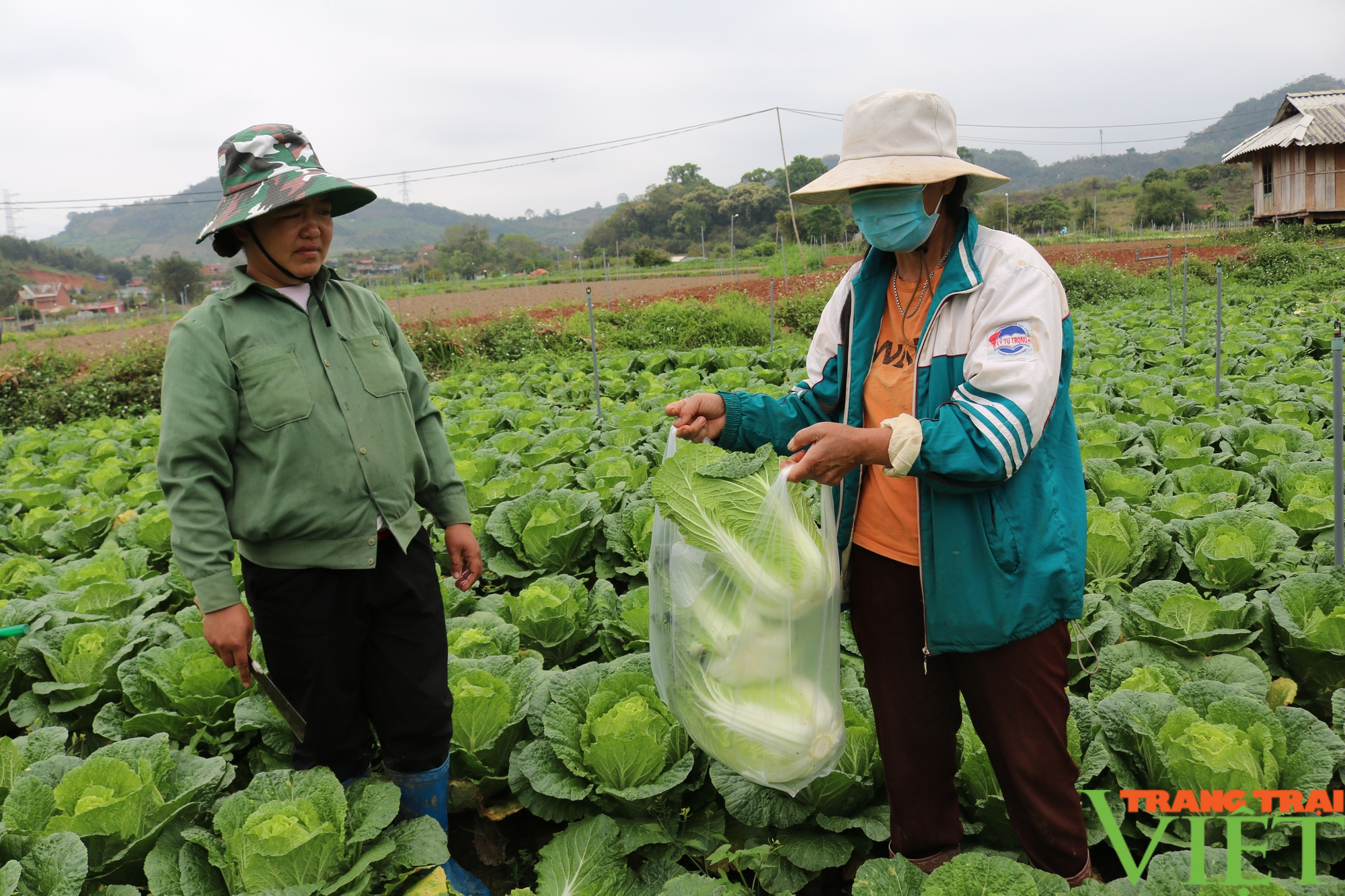 Hội Nông dân Sơn La làm tốt các hoạt động tư vấn, hỗ trợ và dạy nghề cho nông dân - Ảnh 2.