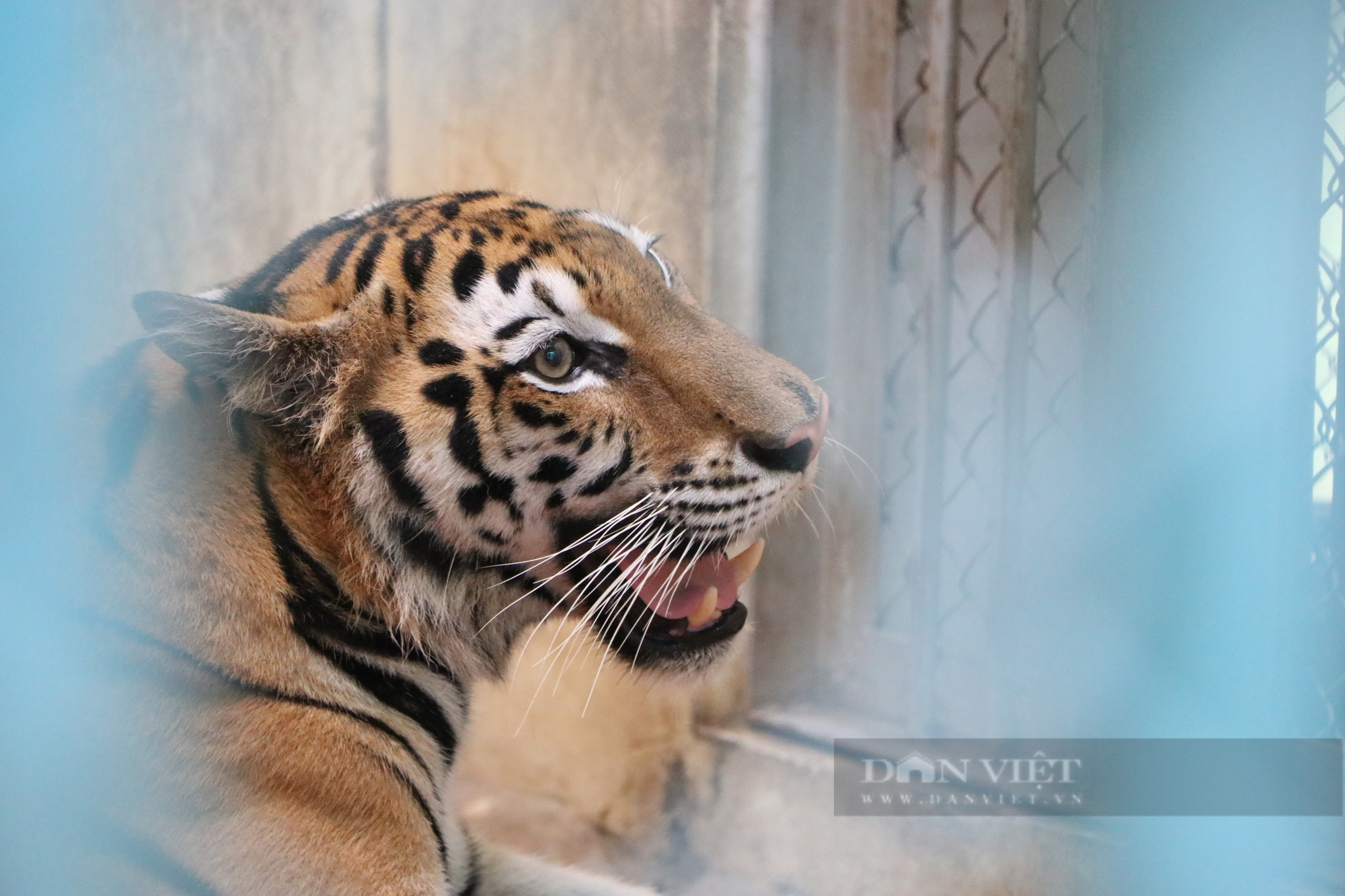Hình ảnh bất ngờ về 8 cá thể hổ sau 3 tháng đưa về Vườn thú Hà Nội chăm sóc, nuôi dưỡng - Ảnh 5.