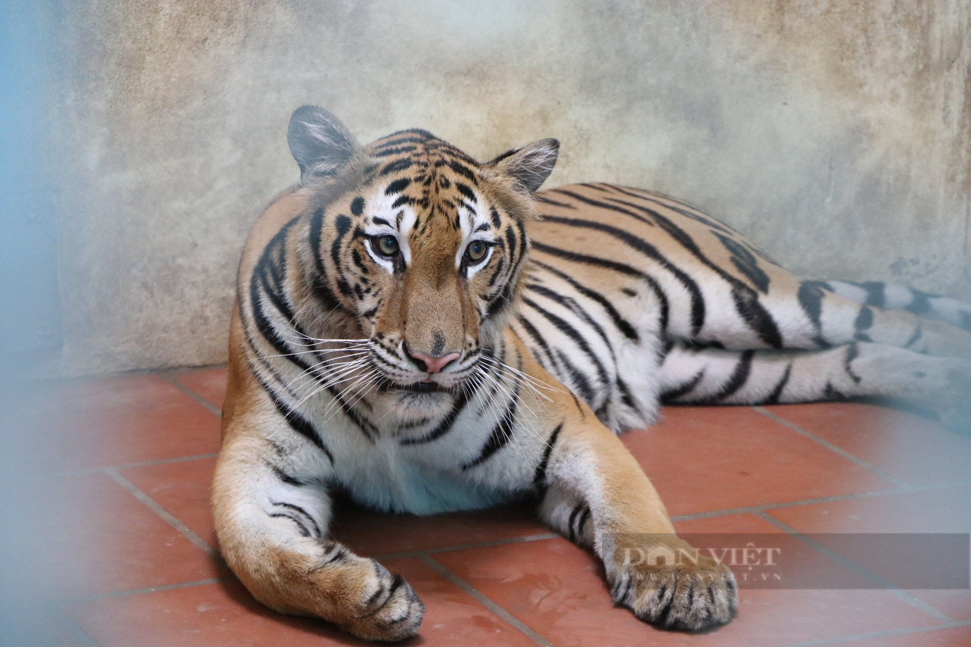 Hình ảnh bất ngờ về 8 cá thể hổ sau 3 tháng đưa về Vườn thú Hà Nội chăm sóc, nuôi dưỡng - Ảnh 3.