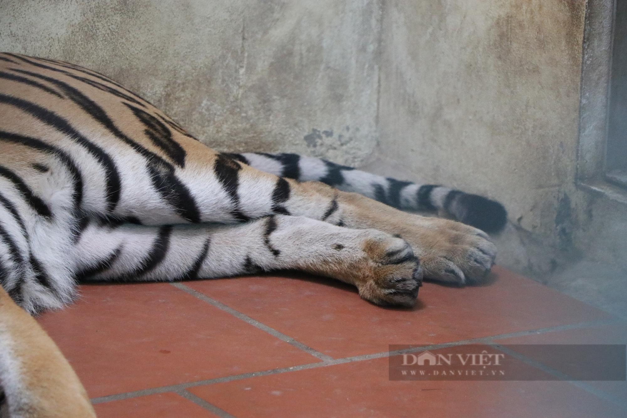 Hình ảnh bất ngờ về 8 cá thể hổ sau 3 tháng đưa về Vườn thú Hà Nội chăm sóc, nuôi dưỡng - Ảnh 8.
