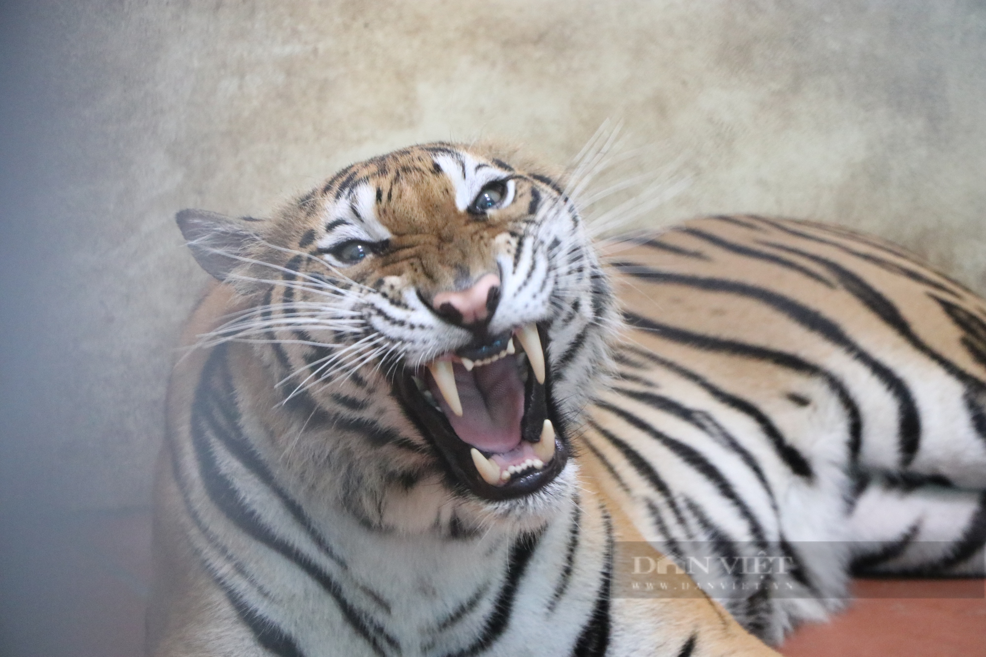 Hình ảnh bất ngờ về 8 cá thể hổ sau 3 tháng đưa về Vườn thú Hà Nội chăm sóc, nuôi dưỡng - Ảnh 6.