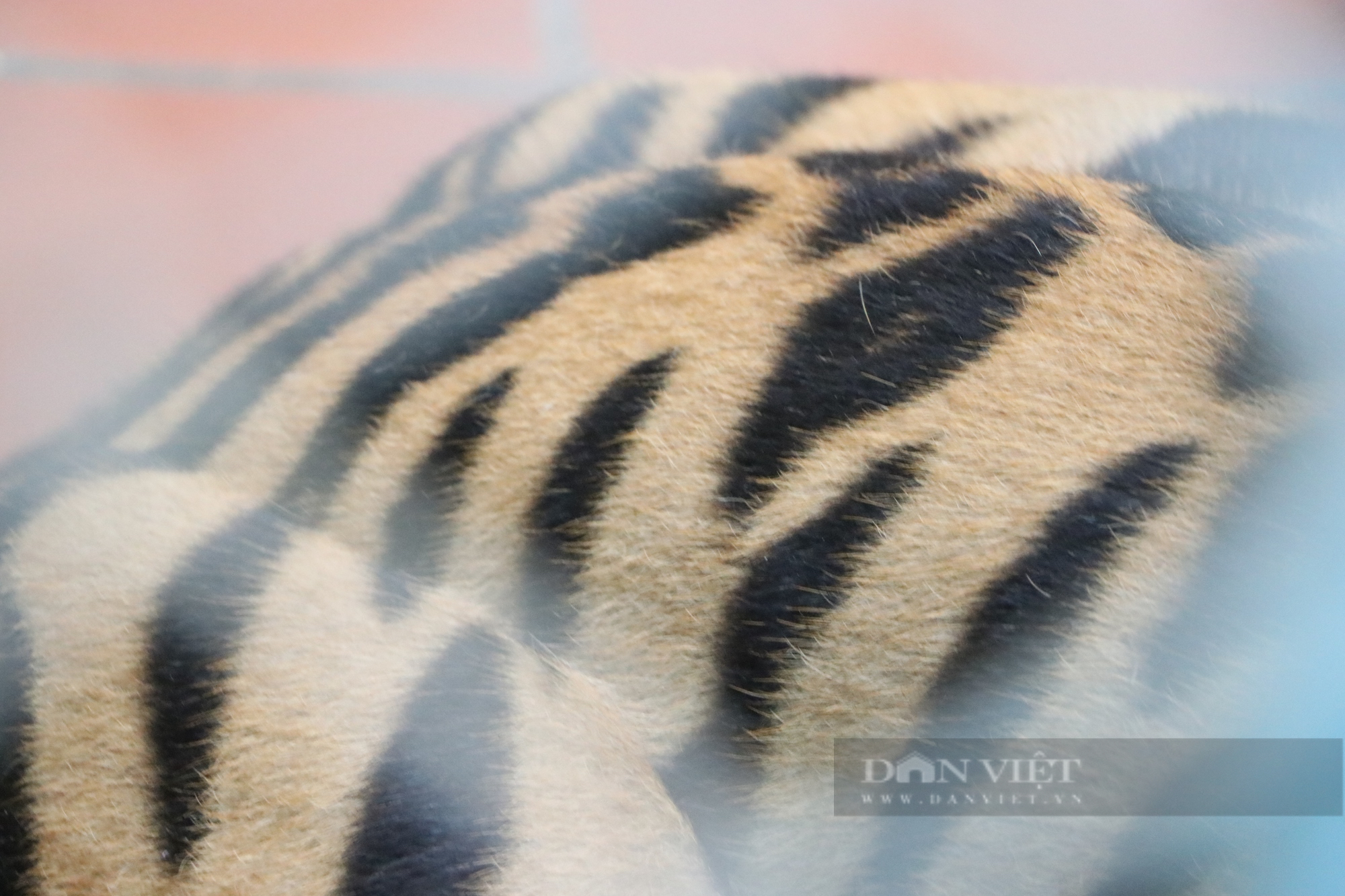 Hình ảnh bất ngờ về 8 cá thể hổ sau 3 tháng đưa về Vườn thú Hà Nội chăm sóc, nuôi dưỡng - Ảnh 7.
