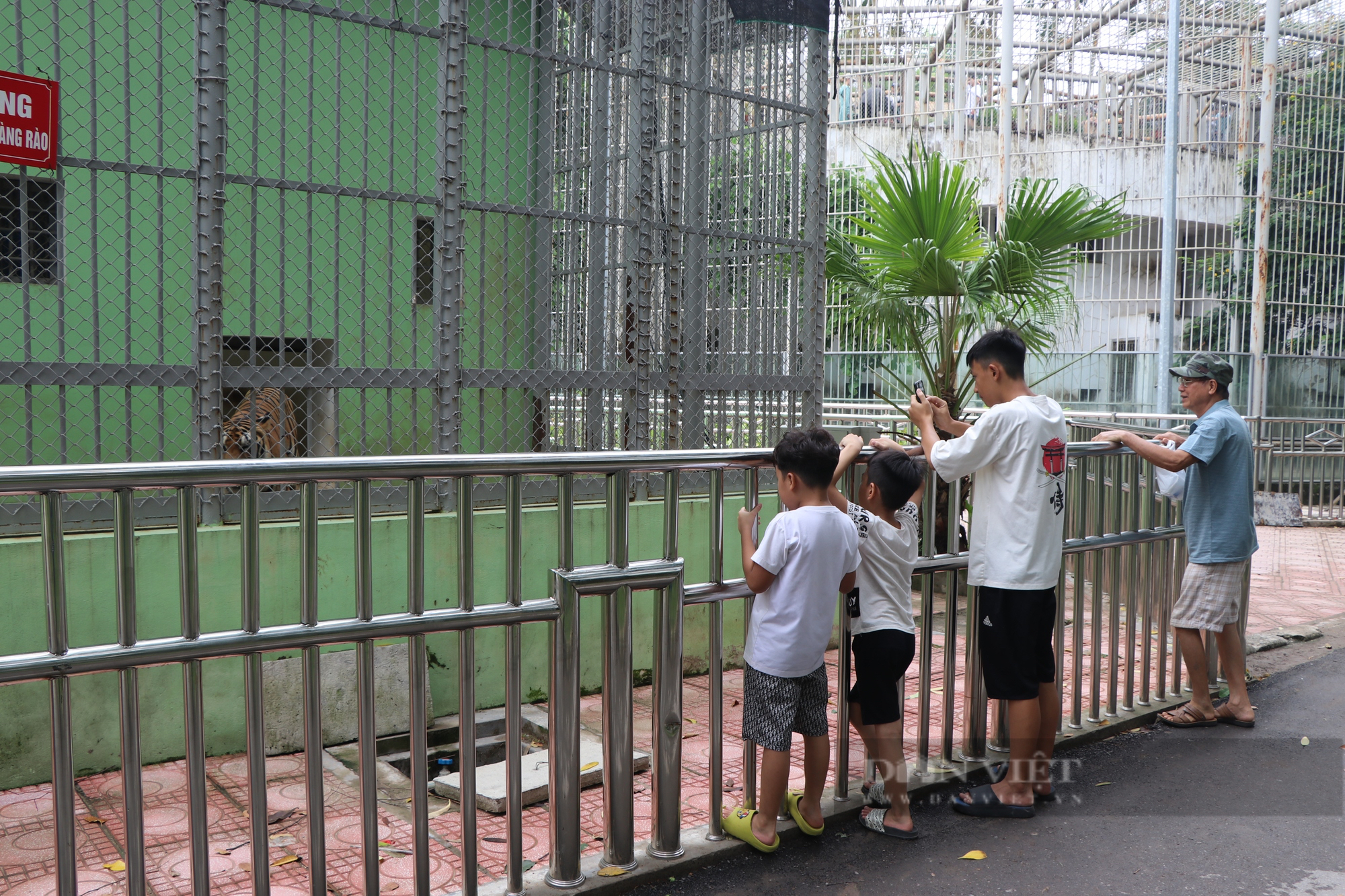 Hình ảnh bất ngờ về 8 cá thể hổ sau 3 tháng đưa về Vườn thú Hà Nội chăm sóc, nuôi dưỡng - Ảnh 1.