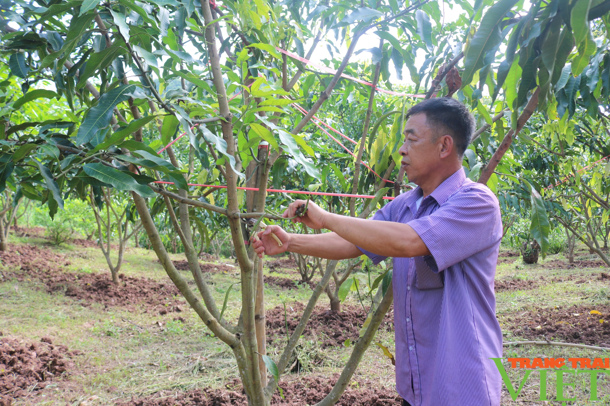 Nâng cao thương hiệu sản phẩm xoài ở vùng cao Sơn La - Ảnh 2.