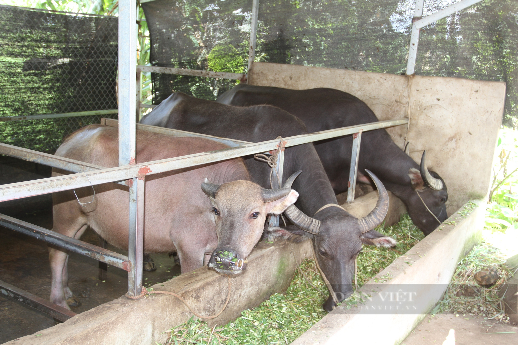 Từ hộ nghèo khó, nhờ nuôi trâu bò vỗ béo ông nông dân Thái Nguyên có trong tay tài sản gần nửa tỷ đồng - Ảnh 7.