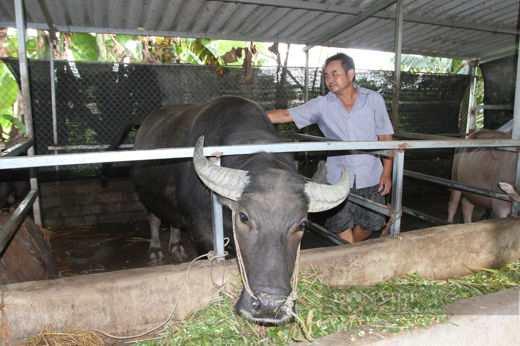 Từ hộ nghèo khó, nhờ nuôi trâu bò vỗ béo ông nông dân Thái Nguyên có trong tay tài sản gần nửa tỷ đồng - Ảnh 3.