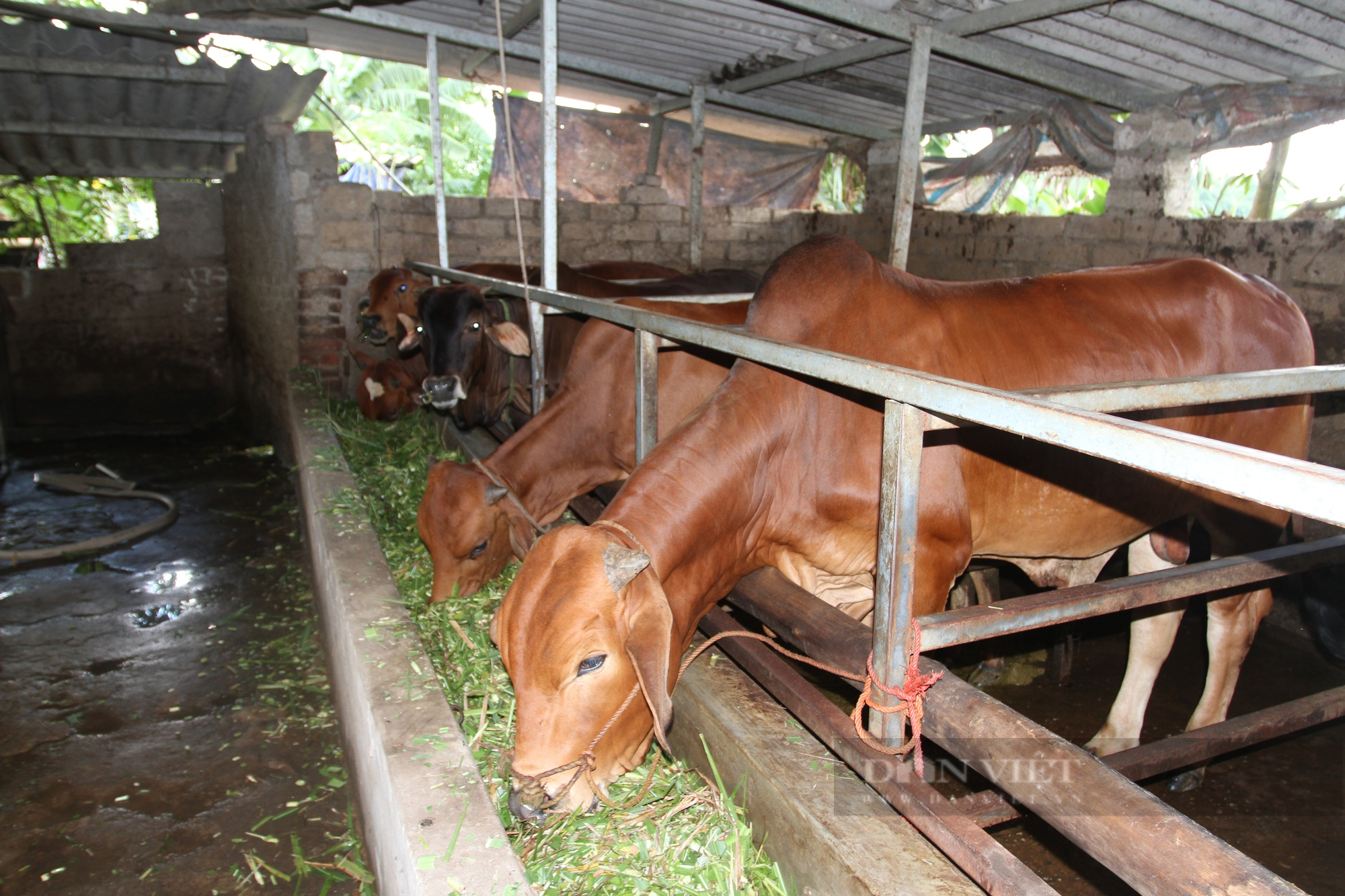 Từ hộ nghèo khó, nhờ nuôi trâu bò vỗ béo ông nông dân Thái Nguyên có trong tay tài sản gần nửa tỷ đồng - Ảnh 6.