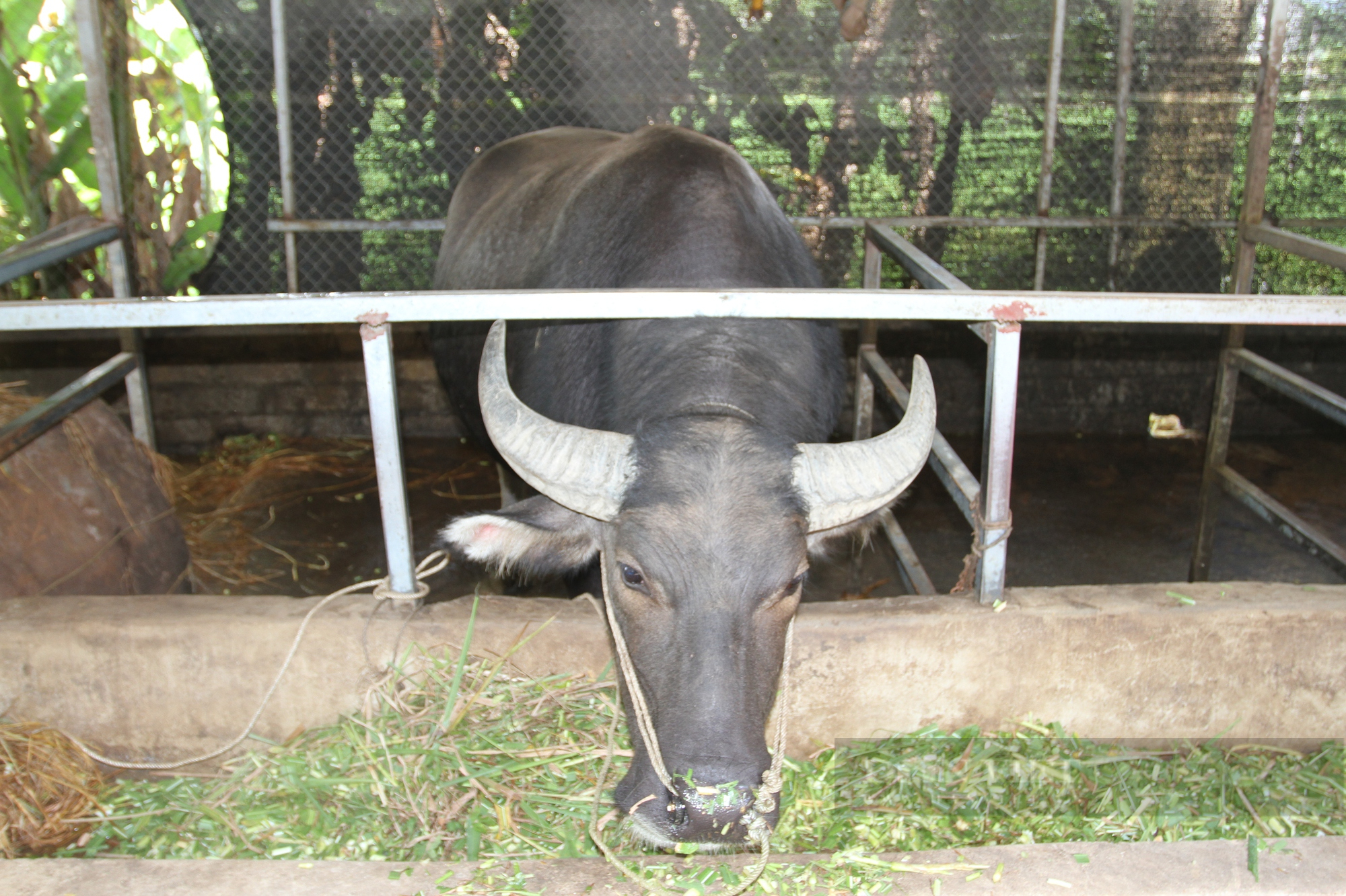 Từ hộ nghèo khó, nhờ nuôi trâu bò vỗ béo ông nông dân Thái Nguyên có trong tay tài sản gần nửa tỷ đồng - Ảnh 4.