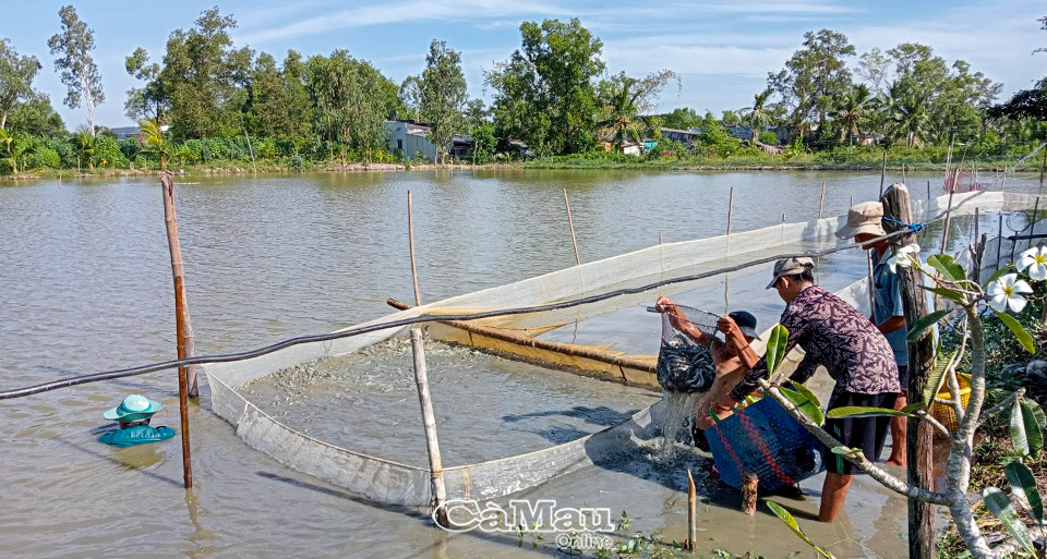 Nuôi cá kèo xen vụ ở Cà Mau, giá cá kèo ở mức cao, nông dân lãi 400 triệu/ha - Ảnh 1.