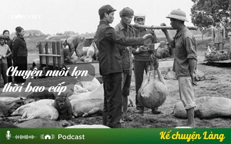 Kể chuyện Podcast: Chuyện nuôi lợn thời bao cấp - Ảnh 1.