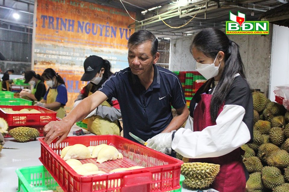 Ông chủ vựa thu mua sầu riêng ở Đắk Nông làm cách gì mà khiến trái đặc sản tăng giá trị gấp hơn 2 lần? - Ảnh 1.