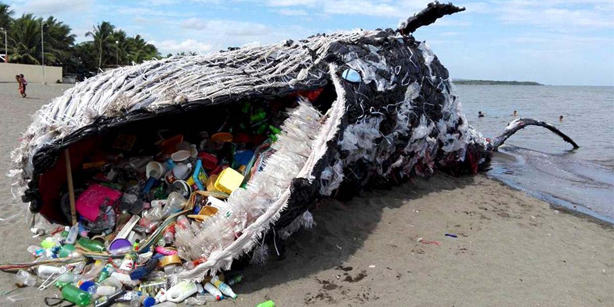 Chấn động xác chết khổng lồ của cá voi xanh ở Patagonia - Ảnh 5.