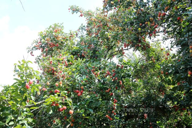 Ninh Thuận: Du khách tận thấy cảm giác “hái tận tay, ăn tận gốc” ở xứ miệt vườn trái cây Lâm Sơn - Ảnh 6.