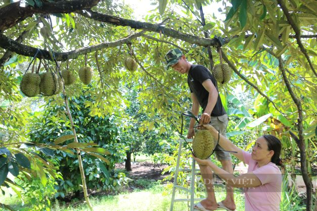 Ninh Thuận: Du khách tận thấy cảm giác “hái tận tay, ăn tận gốc” ở xứ miệt vườn trái cây Lâm Sơn - Ảnh 5.