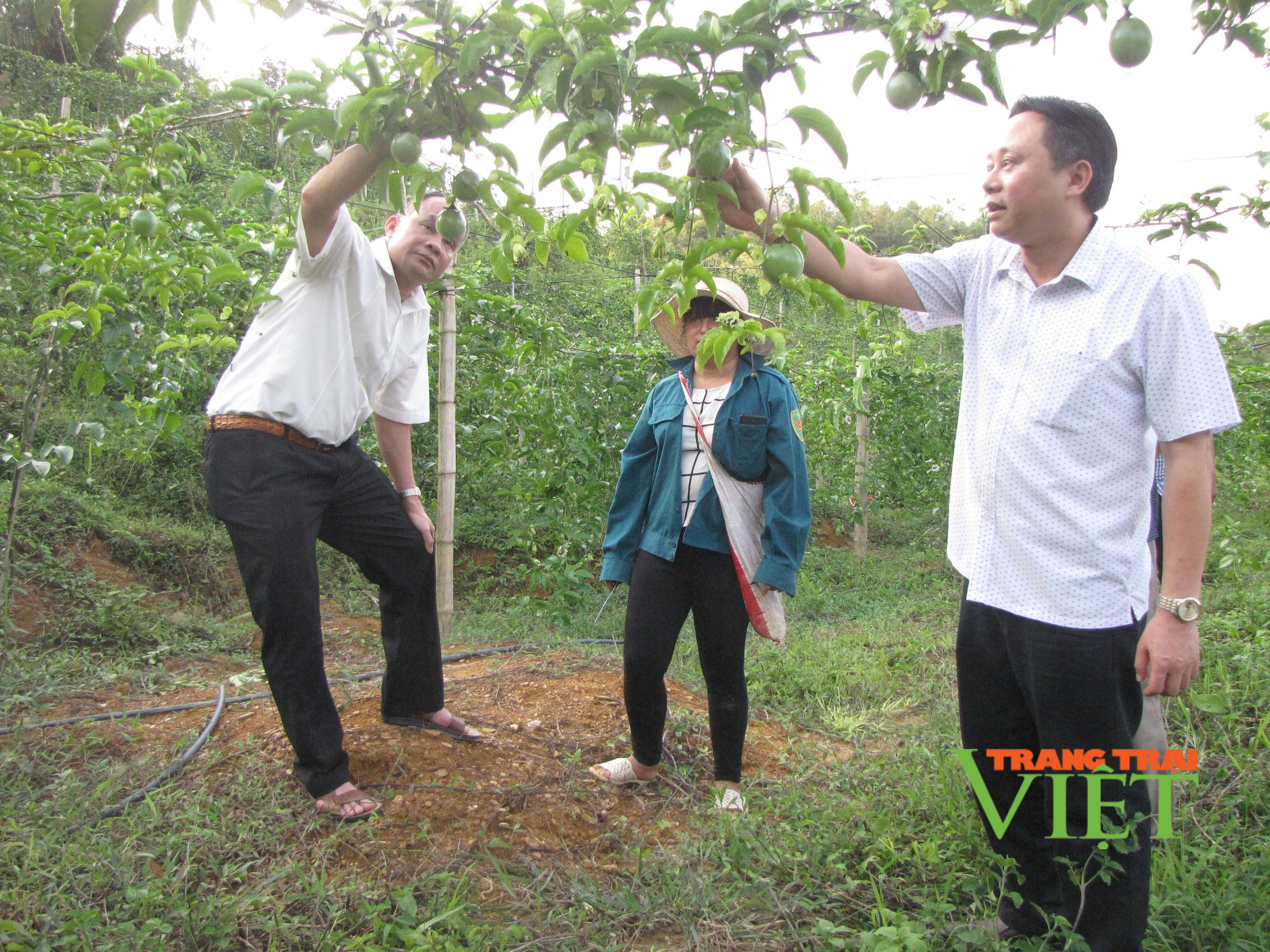 Lai Châu: Chuyển đổi cơ cấu cây trồng, nâng cao giá trị sản xuất - Ảnh 3.