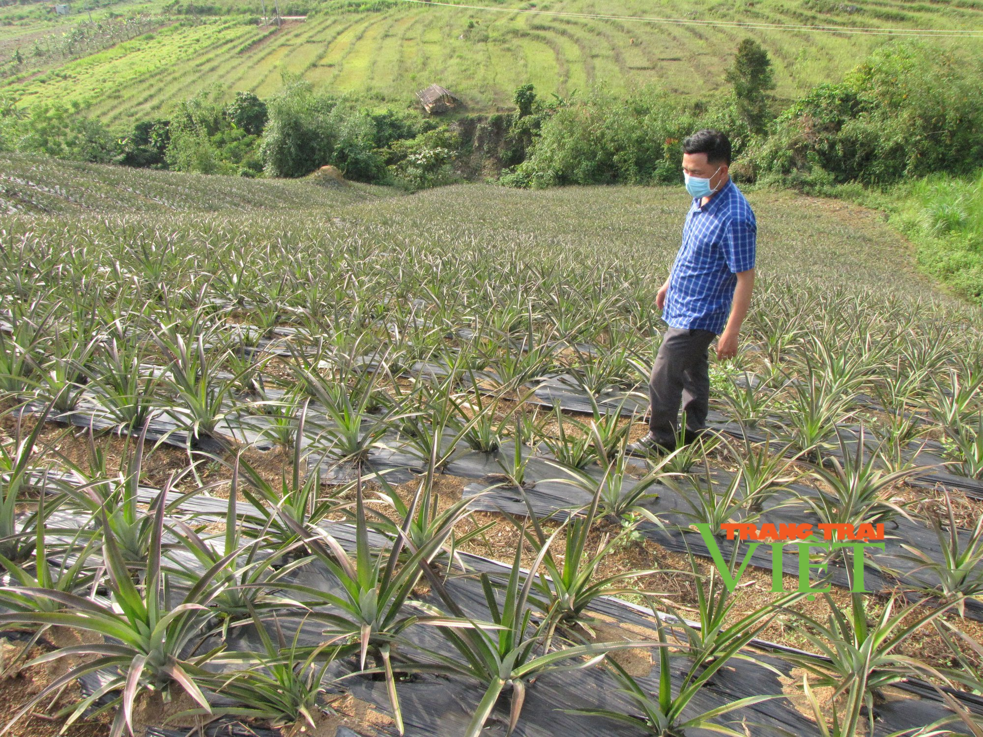 Lai Châu: Chuyển đổi cơ cấu cây trồng, nâng cao giá trị sản xuất - Ảnh 2.