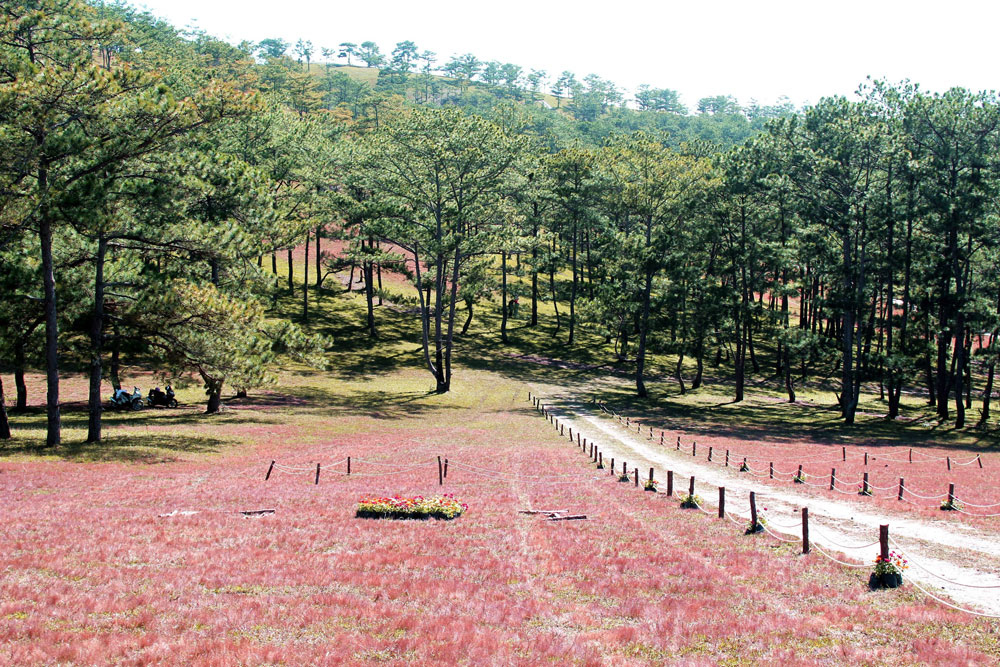 Khởi động mùa hội cỏ hồng đẹp như tranh thủy mặc ở Lang Biang - Ảnh 1.