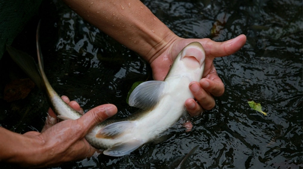 Việt Nam sở hữu loài cá chỉ 2 quốc gia có, vô cùng đắt đỏ - Ảnh 4.