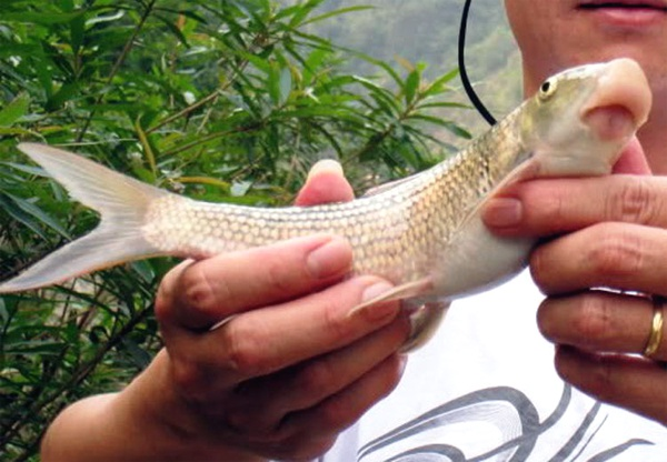 Việt Nam sở hữu loài cá chỉ 2 quốc gia có, vô cùng đắt đỏ - Ảnh 8.