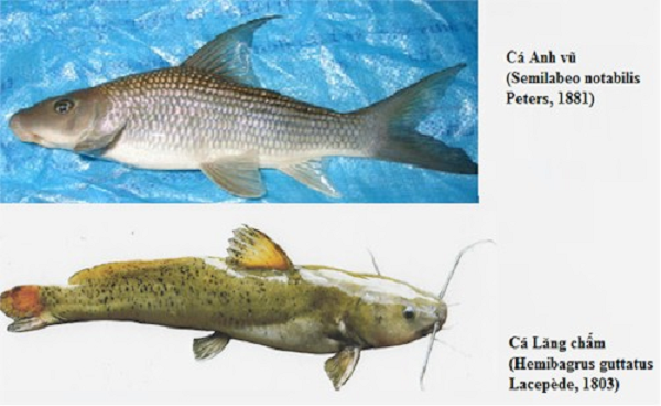 Việt Nam sở hữu loài cá chỉ 2 quốc gia có, vô cùng đắt đỏ - Ảnh 5.