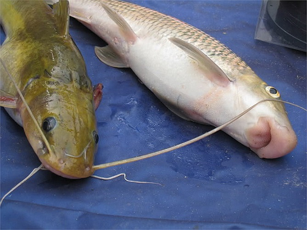 Việt Nam sở hữu loài cá chỉ 2 quốc gia có, vô cùng đắt đỏ - Ảnh 11.
