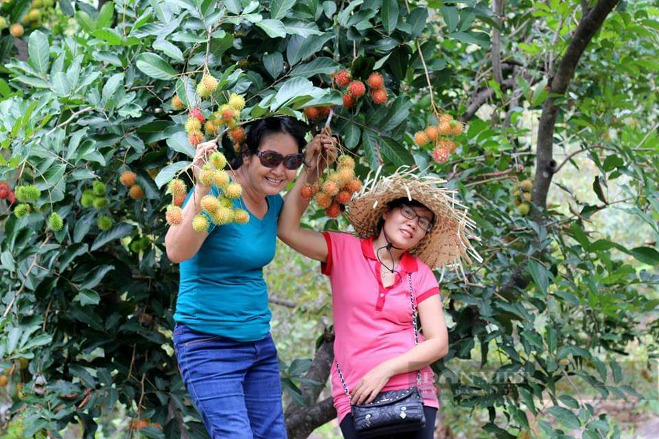Vườn trái cây “hái tận tay, ăn ngay tại chỗ" khiến du khách mê mẩn ở Ninh Thuận