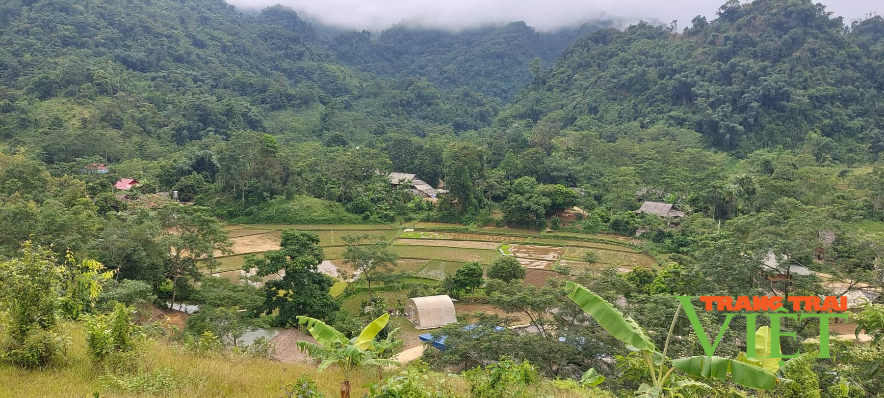 Gạo tẻ râu hữu cơ bản Bướt ăn một lần nhớ mãi - Ảnh 1.