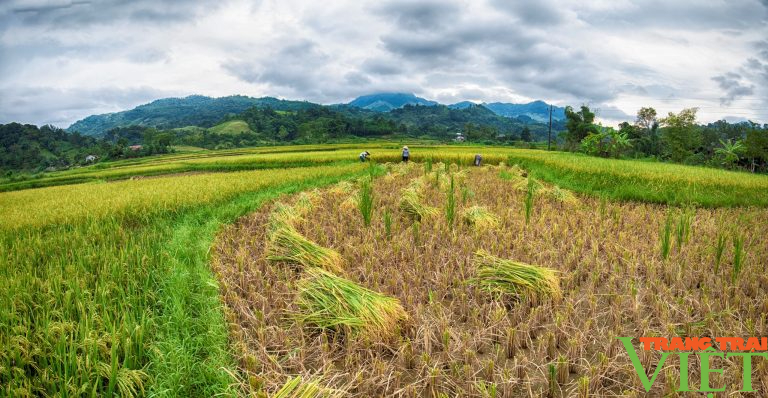 Gạo tẻ râu hữu cơ bản Bướt ăn một lần nhớ mãi - Ảnh 6.