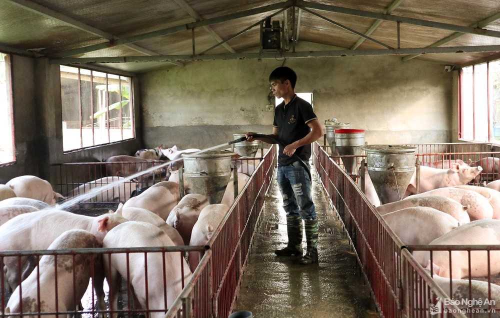 Giá lợn hơi bật tăng cao, người chăn nuôi Nghệ An tích cực tái đàn - Ảnh 2.