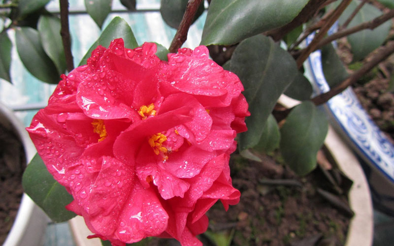 Điểm mấu chốt khi chăm sóc cây cảnh hoa trà tại nhà, thực hiện đúng cây cảnh nở hoa rực rỡ - Ảnh 5.