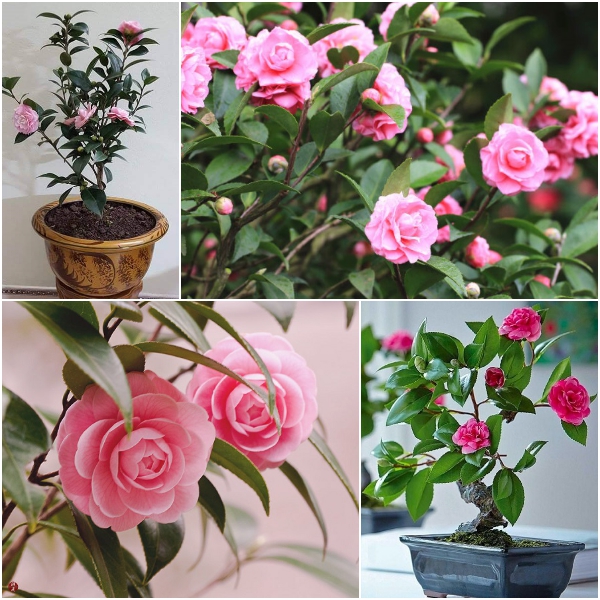 Điểm mấu chốt khi chăm sóc cây cảnh hoa trà tại nhà, thực hiện đúng cây cảnh nở hoa rực rỡ - Ảnh 1.