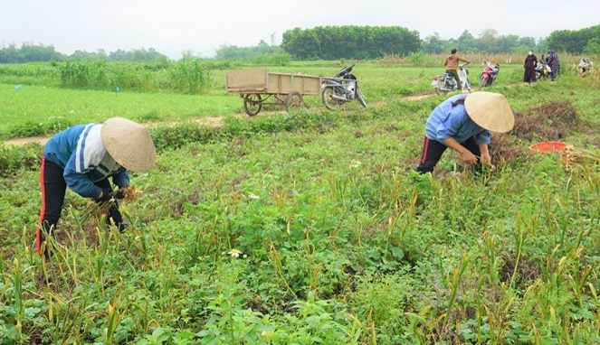 Bên sông Ngàn Sâu, trồng cây tỏi tía có mùi thơm đặc biệt, mỗi củ nhà nông bán giá 1.000-2.000 đồng - Ảnh 1.