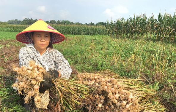 Bên sông Ngàn Sâu, trồng cây tỏi tía có mùi thơm đặc biệt, mỗi củ nhà nông bán giá 1.000-2.000 đồng - Ảnh 3.