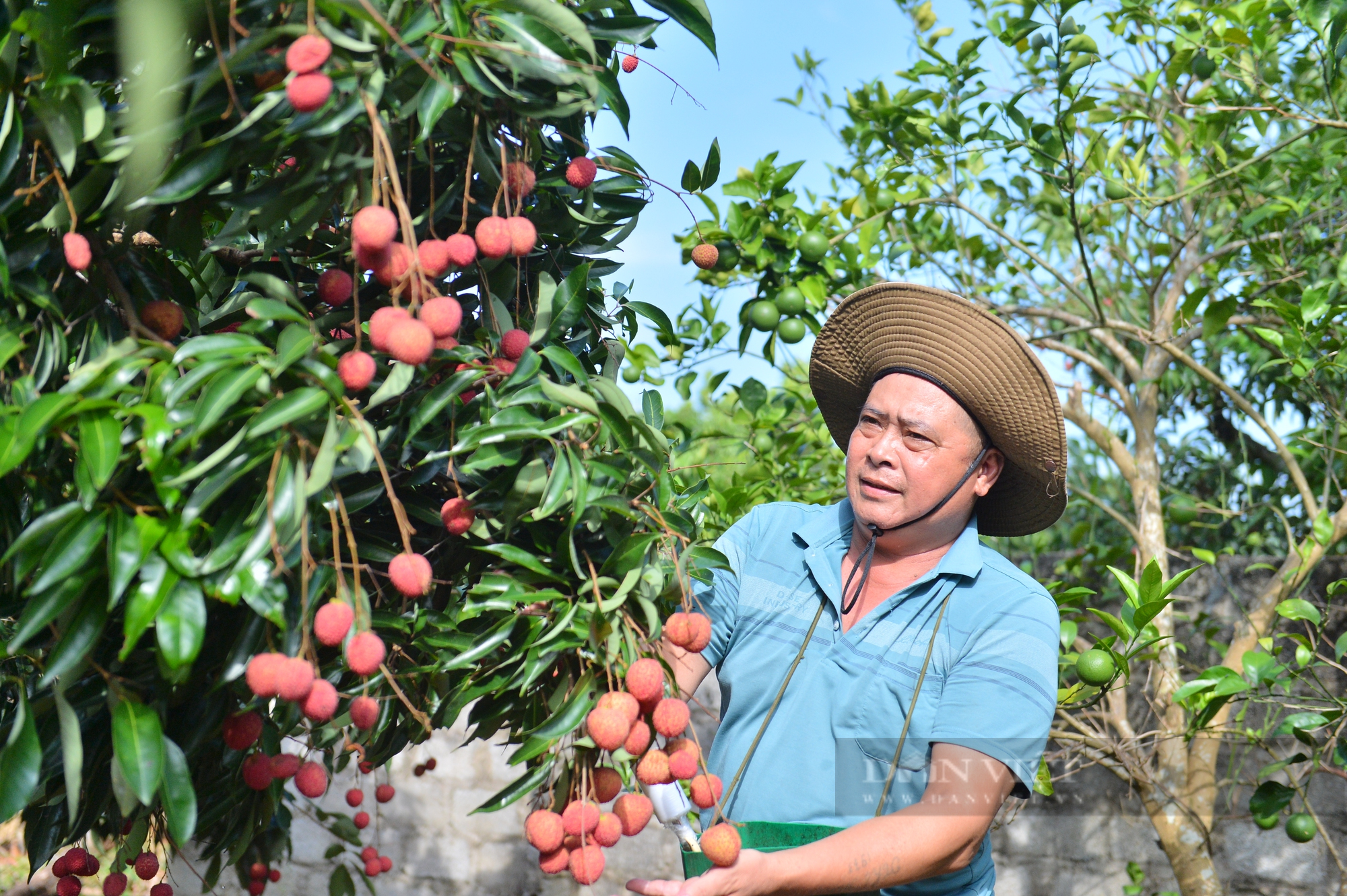 Vải thiều không hạt trồng thành công ở Bắc Giang có nguồn gốc từ đâu? - Ảnh 1.